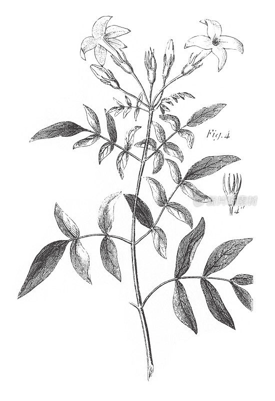 茉莉花，刺叶，橄榄，马鞭草，薄荷，无花果和龙葵家族的成员雕刻古董插图，出版于1851年