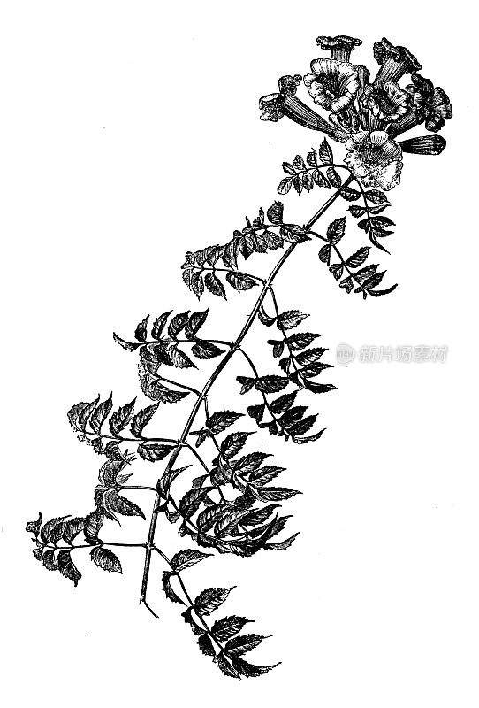 古植物学插图:菊苣、喇叭藤