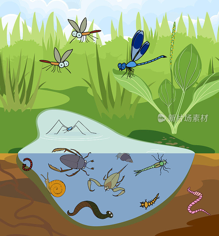 生态系统的池塘。昆虫和其他无脊椎动物的自然栖息地。池塘结构示意图