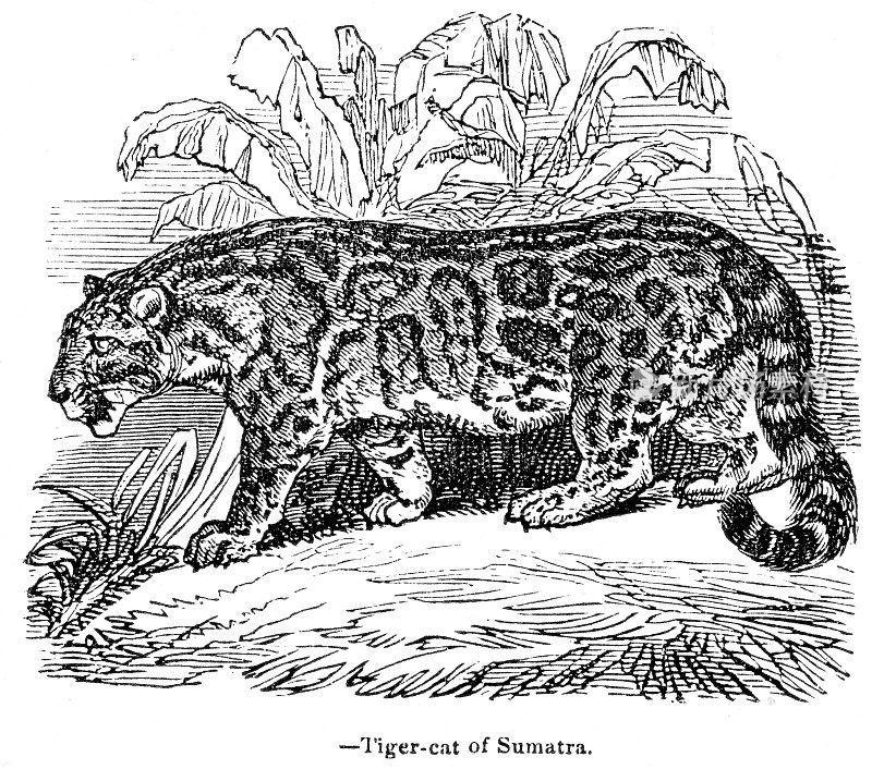 苏门答腊虎雕刻1893年
