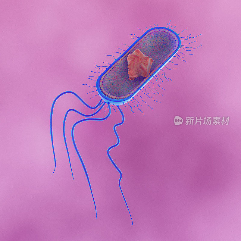 大肠杆菌的结构