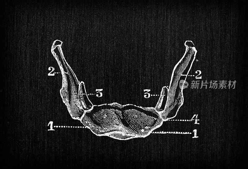 人体解剖骨古插图，头骨:舌骨、舌骨、舌骨