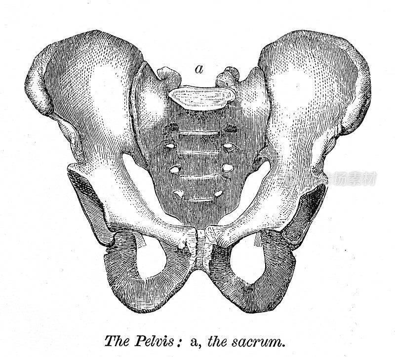 骨盆和骶骨雕刻解剖学1872年