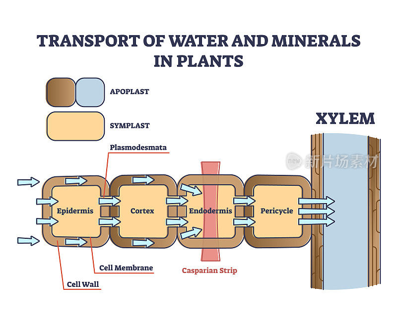 植物中水分和矿物质的运输与解剖细胞轮廓图