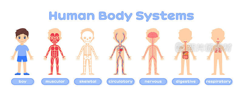 身体系统解剖学的孩子。人体的结构。肌肉系统、骨骼系统、循环系统、神经系统、消化系统和呼吸系统。教育的概念。平面色彩卡通风格。白色背景。海报。