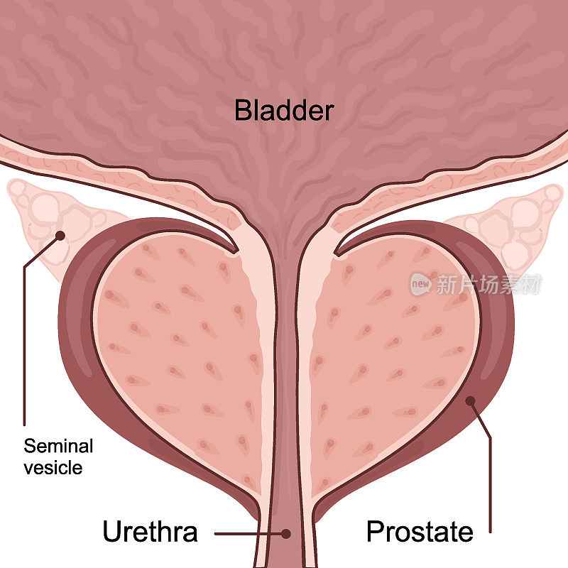 健康前列腺伴膀胱的医学图示。