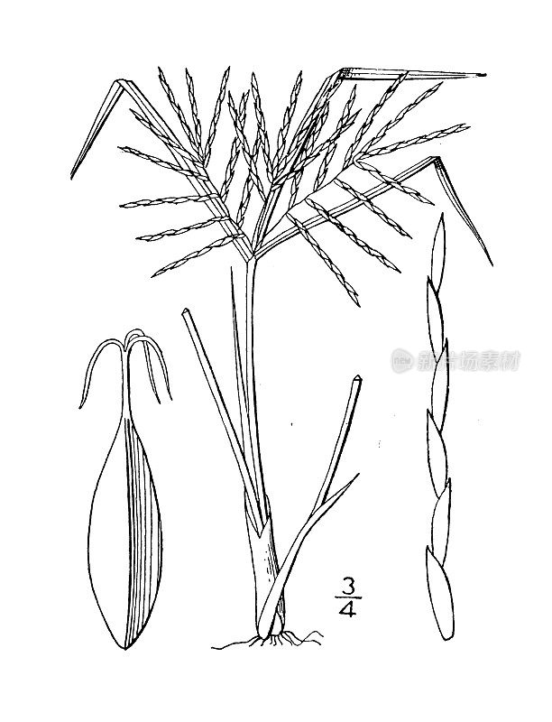 古植物学植物插图:香附、恩格尔曼的香附