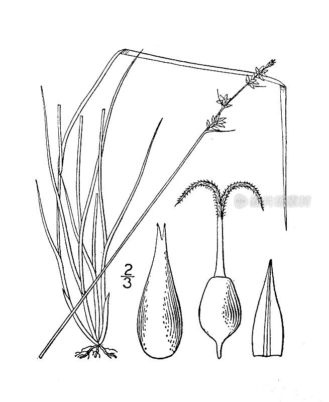 古董植物学植物插图:苔草，德克萨斯莎草