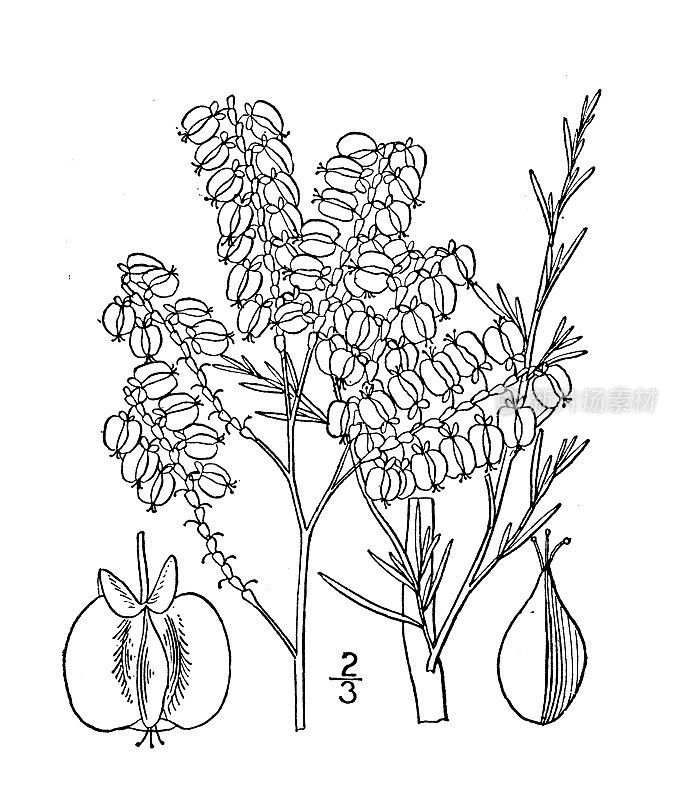 古植物学植物插图:美洲蓼属植物，南方蓼属植物