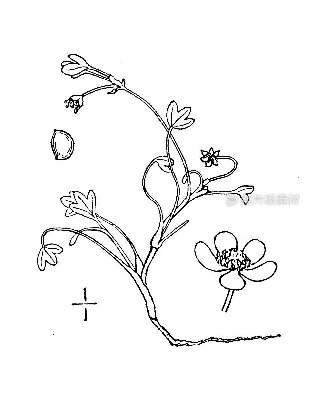 古植物学植物插图:毛茛、北极毛茛