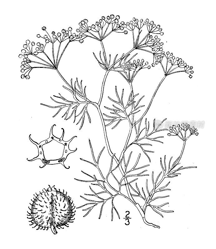 古植物学植物插图:细穗，具刚毛果的细穗