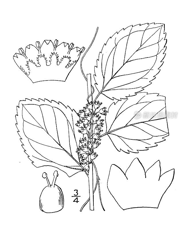 古植物学植物插图:菟丝子、菟丝子