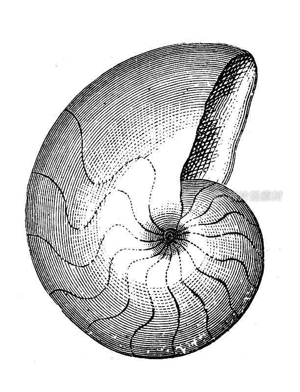 古董插图、地质学和化石:鹦鹉螺Danicus