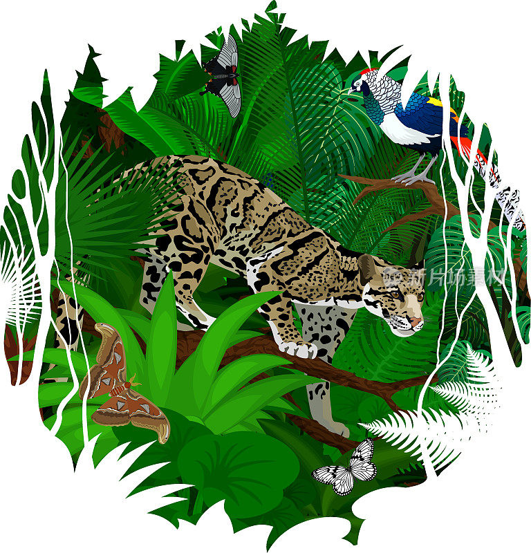 矢量贴纸-热带雨林丛林云豹，钻石野鸡和蝴蝶
