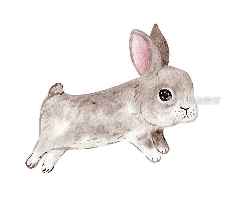 水彩可爱的灰兔孤立在白色上。蹦蹦跳跳的毛毛兔子插画