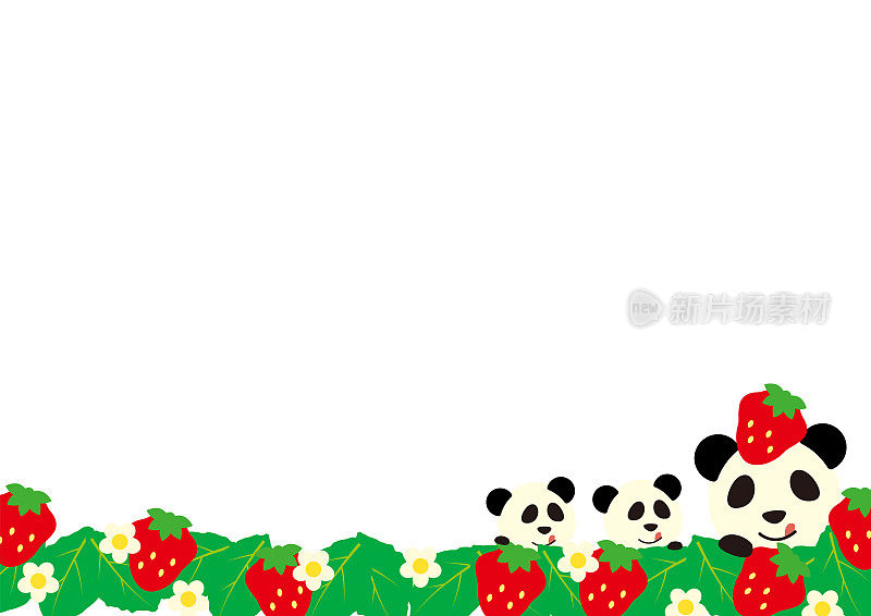 熊猫妈妈和双胞胎熊猫在草莓地里玩捉迷藏