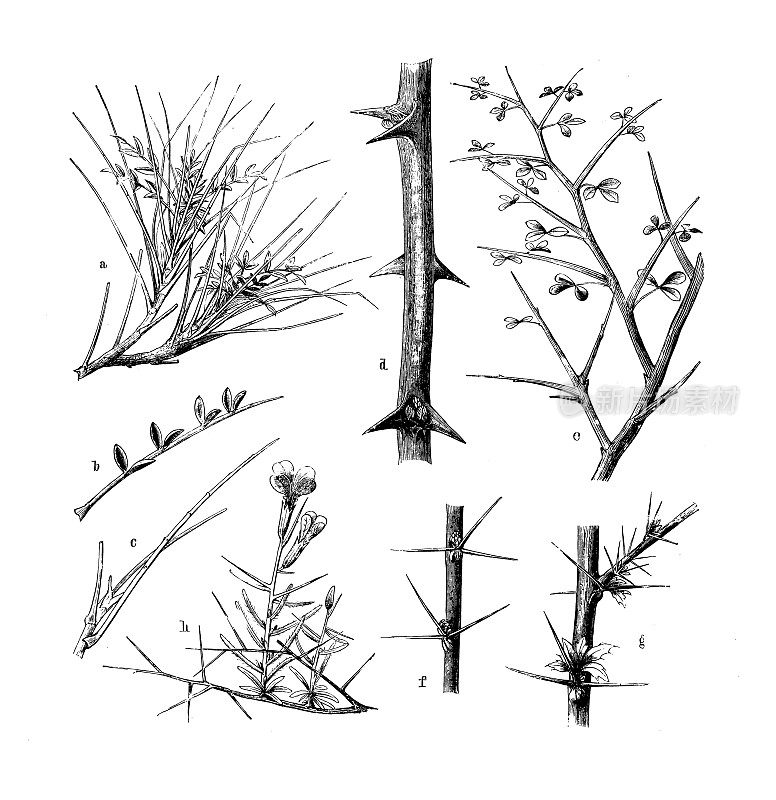 古植物学插图:荆棘