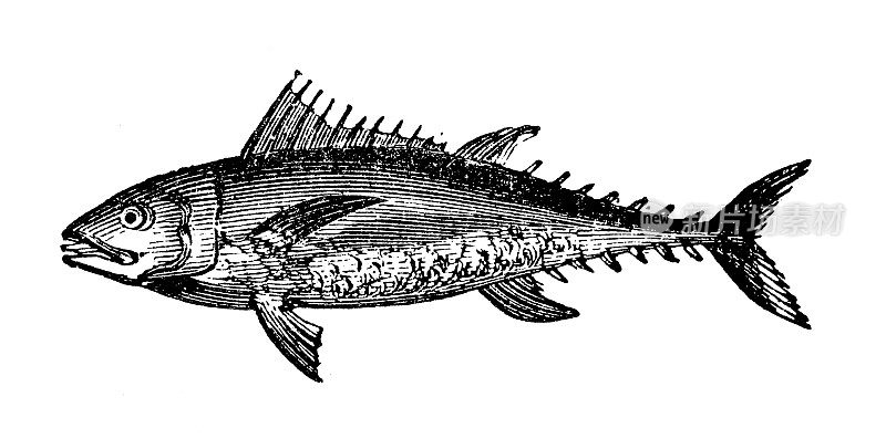 古代海洋动物雕刻插图:金枪鱼