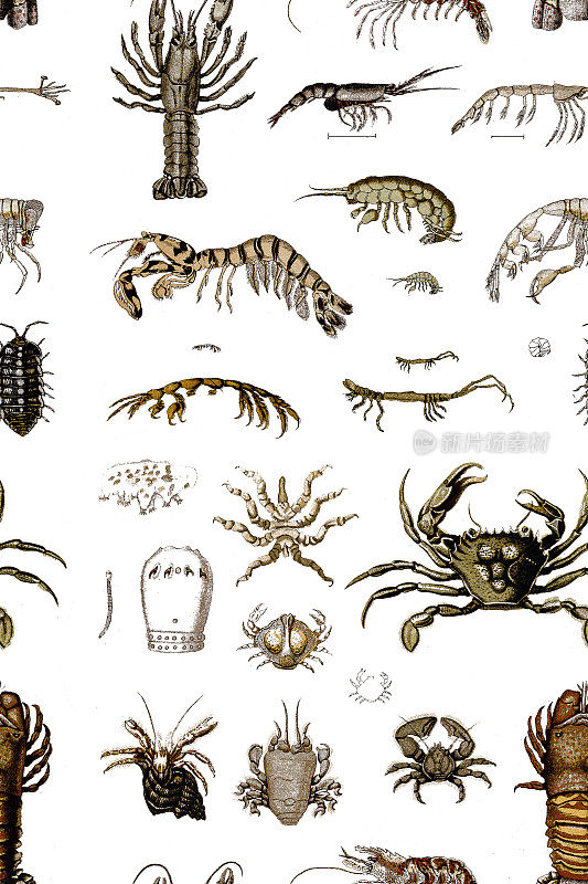 甲壳类动物形成了一个大的，多样的节肢动物分类单元，包括螃蟹，龙虾，小龙虾，虾，磷虾，鼠虱和藤壶，无缝模式