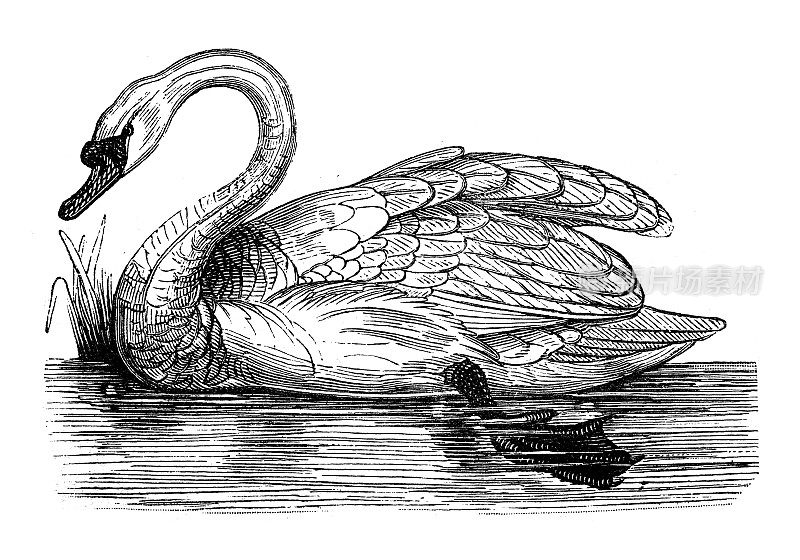 古董动物插图:天鹅