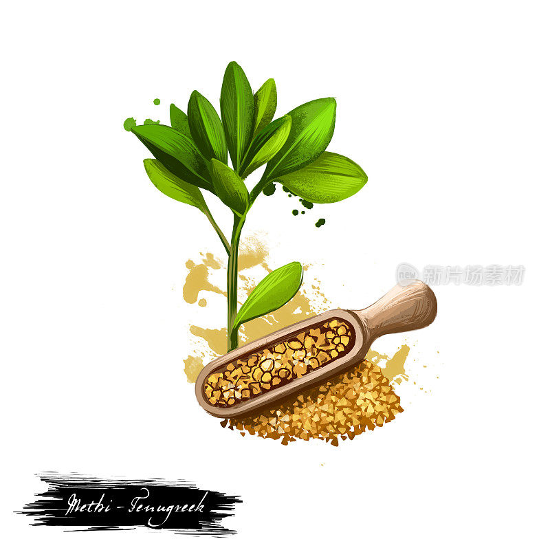 美提-胡芦巴阿育吠陀草药数字艺术插图与文字孤立在白色。健康的有机温泉植物广泛用于治疗，制备天然保健用途的药物