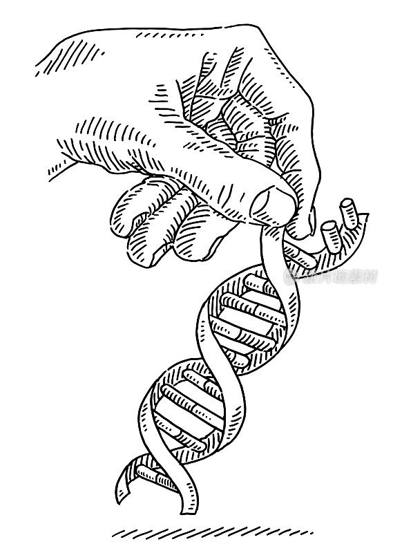 手握DNA螺旋绘图
