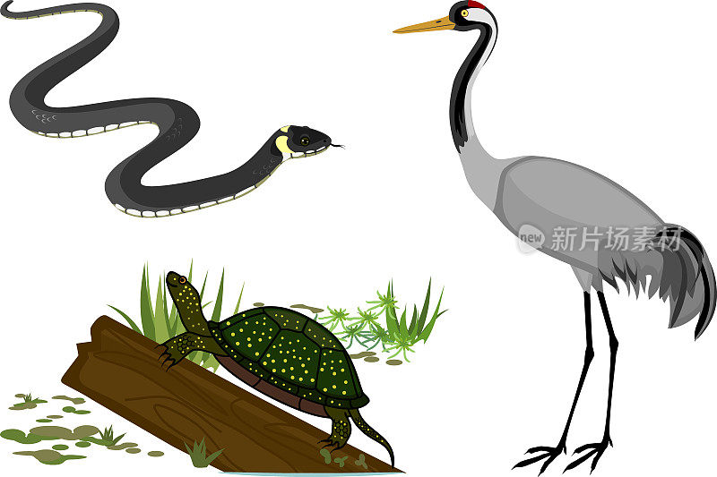 与沼泽动物:普通鹤，草蛇和欧洲池塘龟