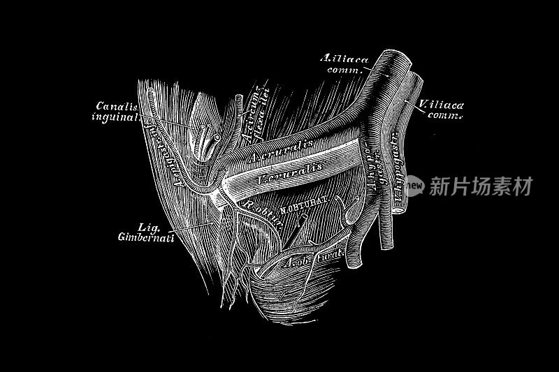 骨盆动脉，闭孔动脉，腹壁下动脉