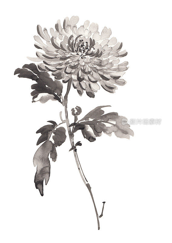 白色背景上的菊花水墨插图。烟灰墨的风格。