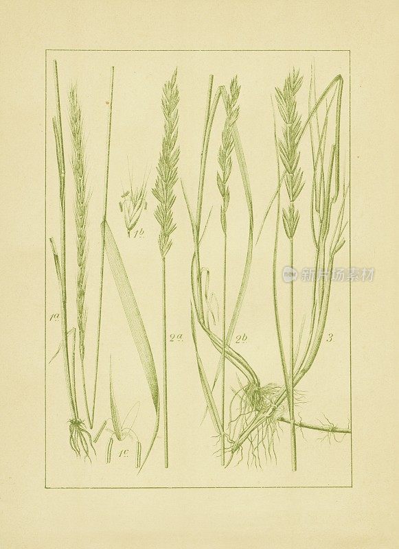 嘎嘎草,长满胡须的蓬松麦草