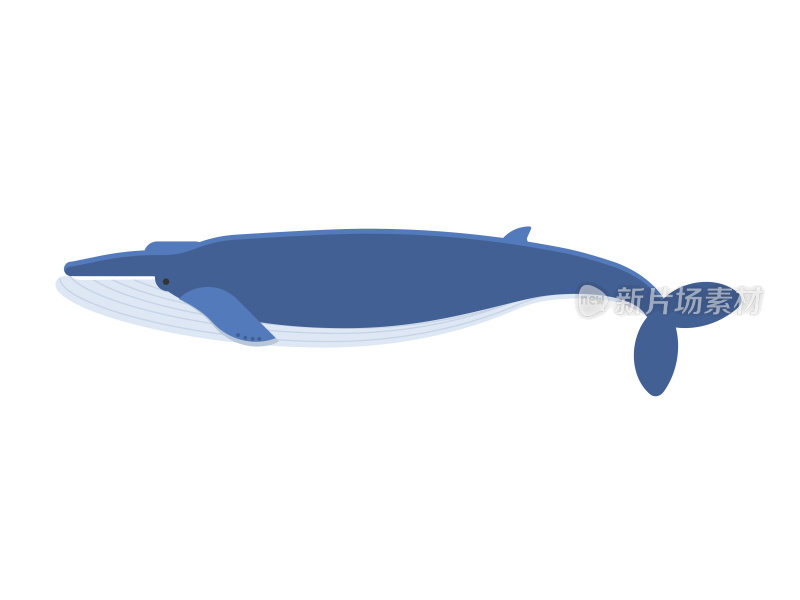 巨型蓝鲸矢量插图