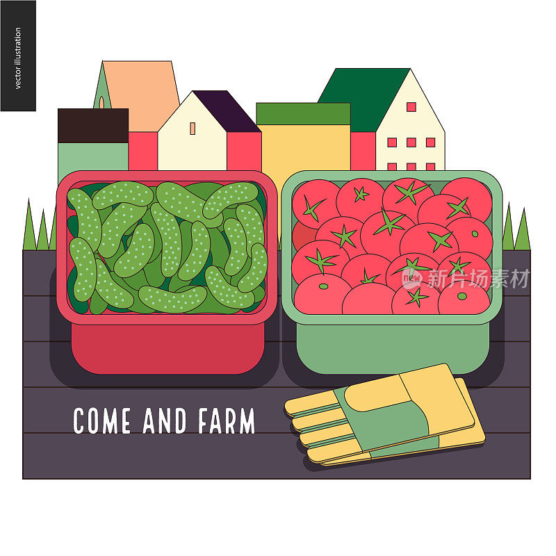 城市农业和园艺-黄瓜和番茄收获