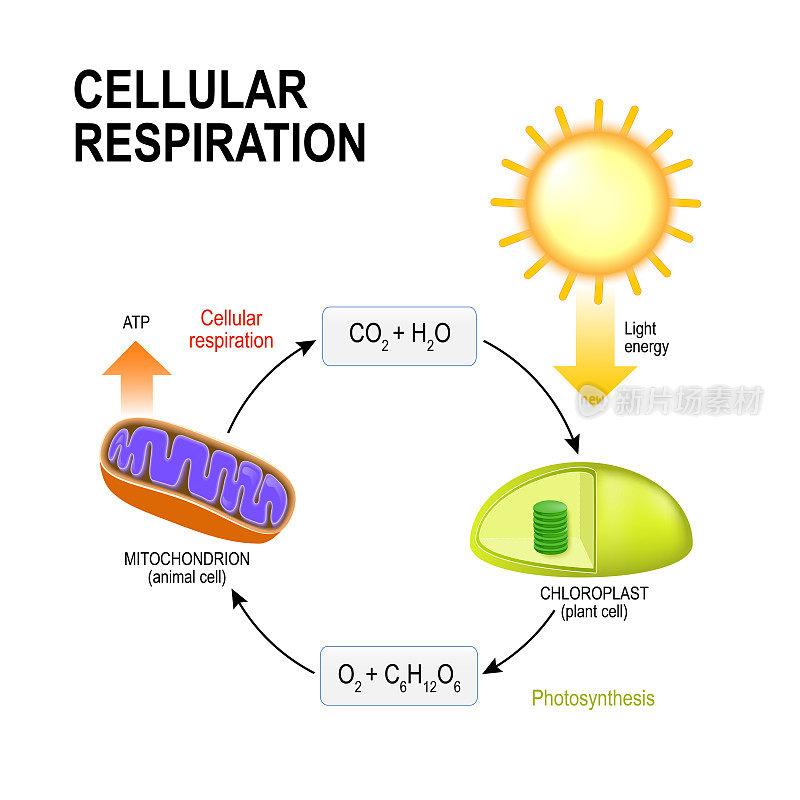 细胞呼吸和光合作用。