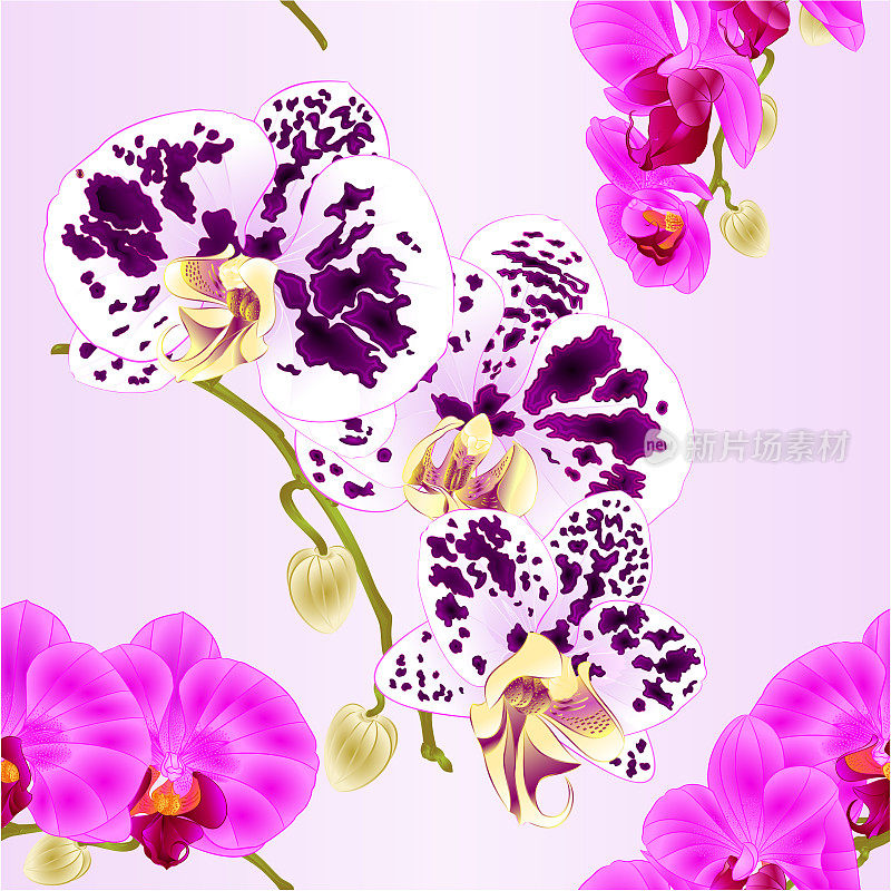 无缝纹理美丽蝴蝶兰紫色和斑点茎与花和芽特写复古矢量编辑插图