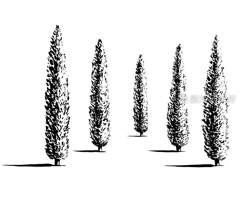 一组柏树插图