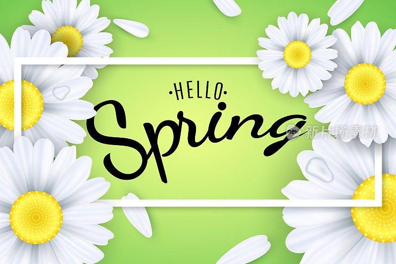 你好,春天。季节性的海报。淡绿色背景上的甘菊花。框架中的文本。落下的花瓣和水滴。矢量插图。每股收益10