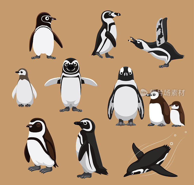 可爱的带状非洲企鹅家庭卡通矢量插图