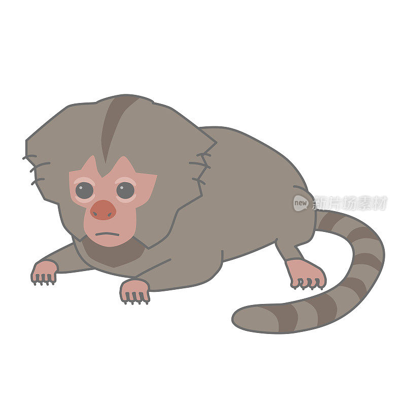 矢量插图的一个普通的狨猴宝宝