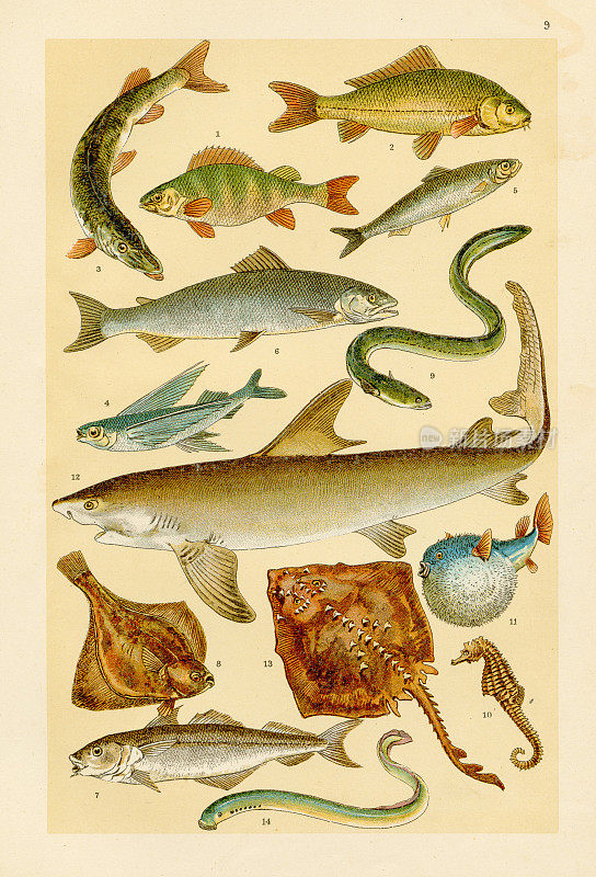 鱼和海洋生物色版画1895年