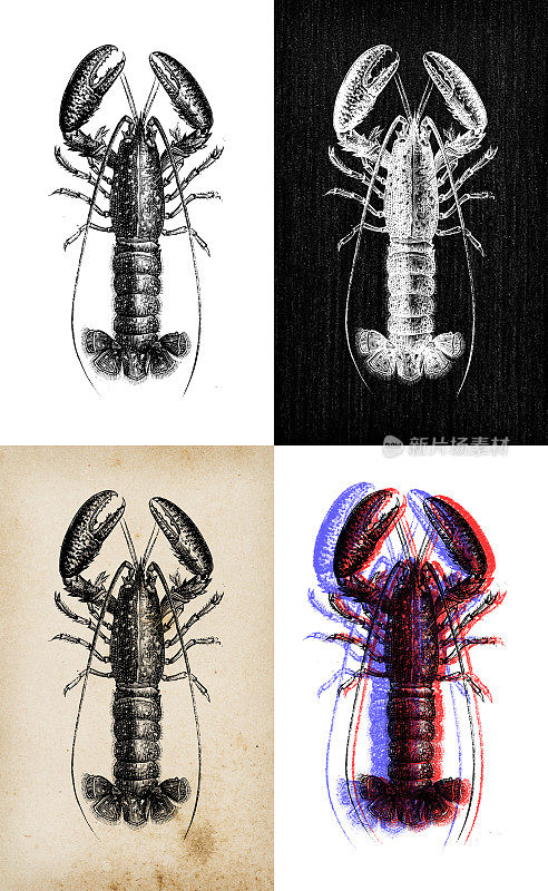 古董动物插图:龙虾