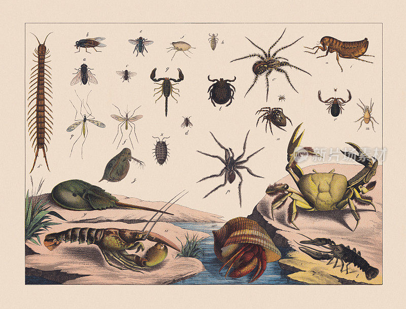 双翼昆虫，无翼昆虫，蜘蛛，螃蟹，手工彩色印刷，出版于1882年