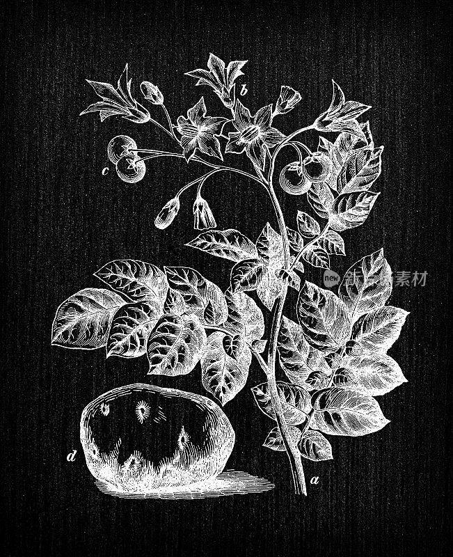 植物学植物古董雕刻插画:茄(马铃薯)