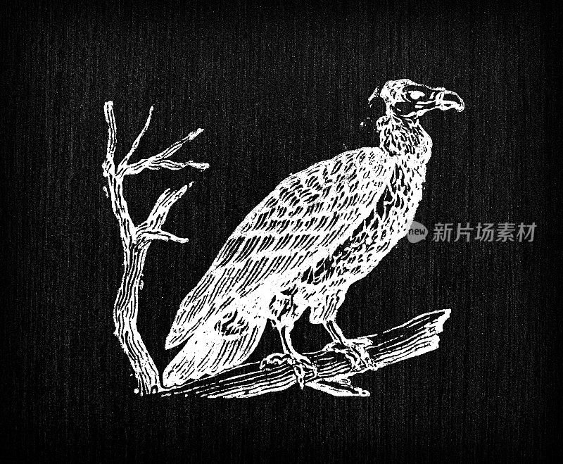 古董雕刻插图:秃鹰