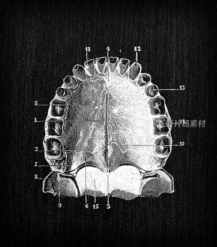 人体解剖骨骼古玩插图，头骨:上颚