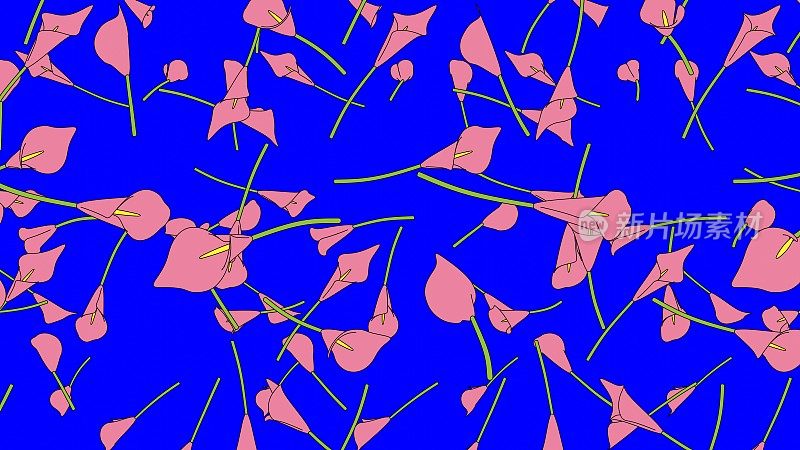 粉红色马蹄莲花在蓝色色度键背景。