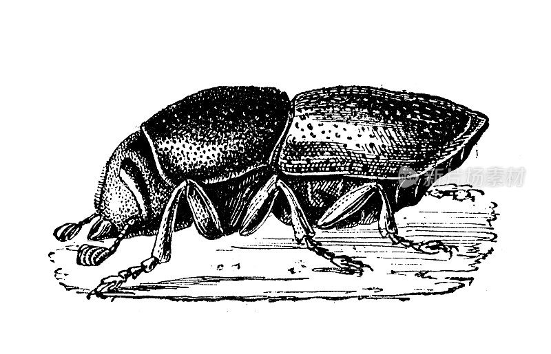 古董插图:树皮甲虫