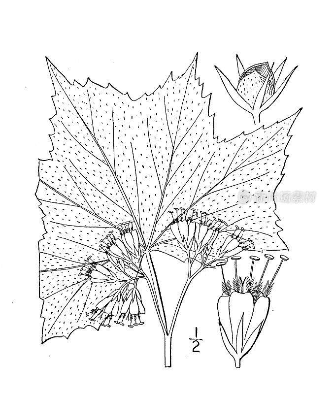 古植物学植物插图:加拿大水叶，阔叶水叶