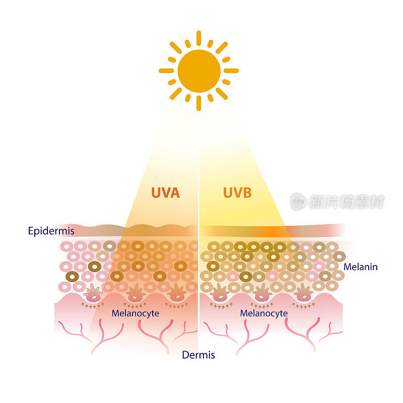 UVA和UVB射线矢量穿透皮肤层。