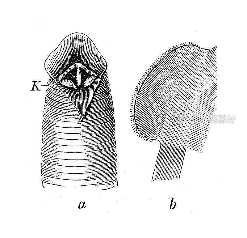 古代生物动物学图像:水蛭