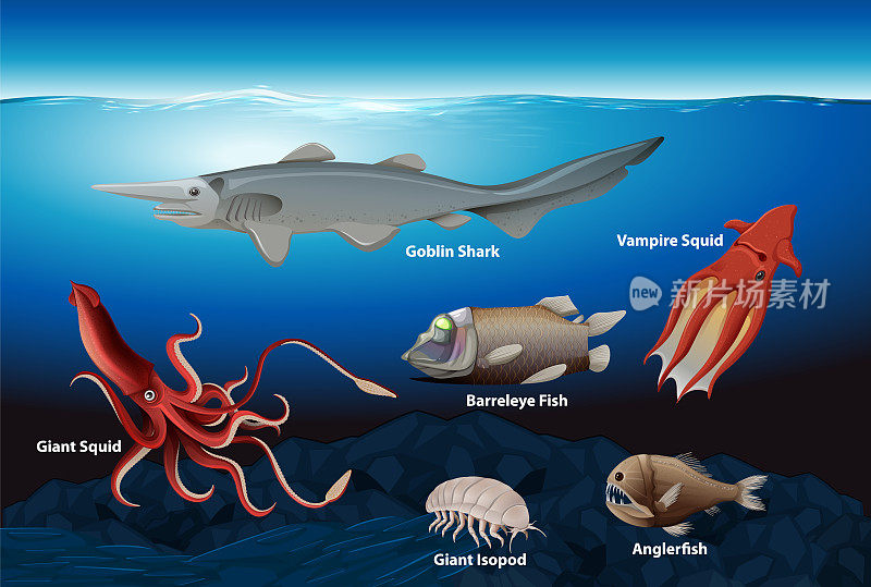 深海生物收藏